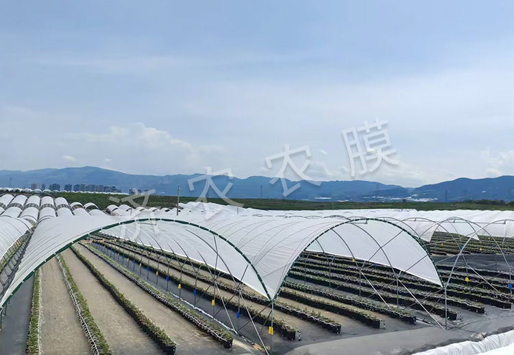 藍莓大棚膜報價